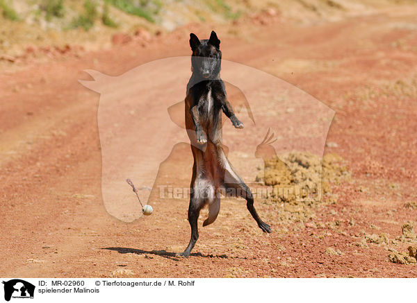 spielender Malinois / playing Malinois / MR-02960