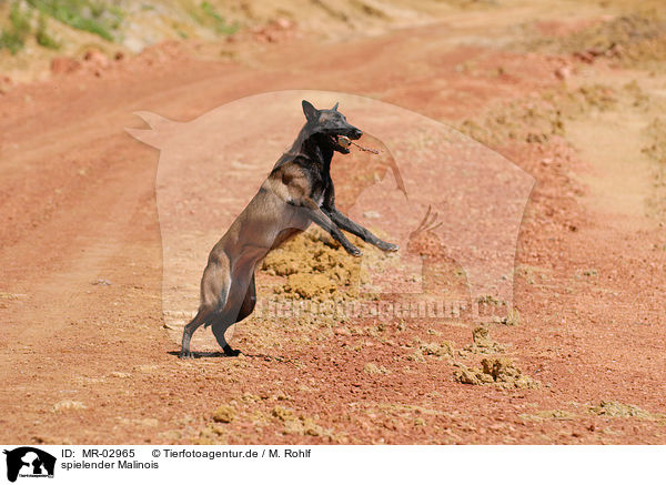 spielender Malinois / MR-02965