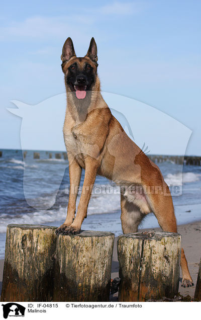 Malinois / Malinois / IF-04815