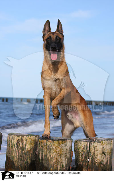Malinois / IF-04817
