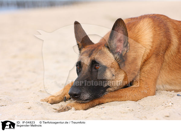 liegender Malinois / lying Malinois / IF-04823
