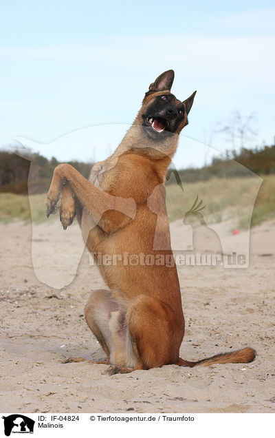 Malinois / IF-04824