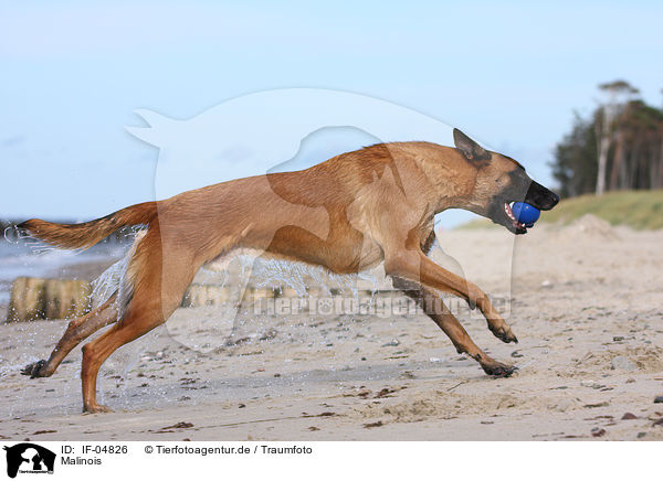 Malinois / Malinois / IF-04826