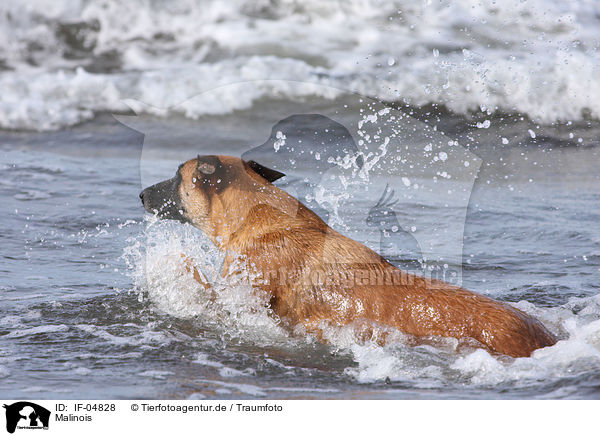 Malinois / IF-04828
