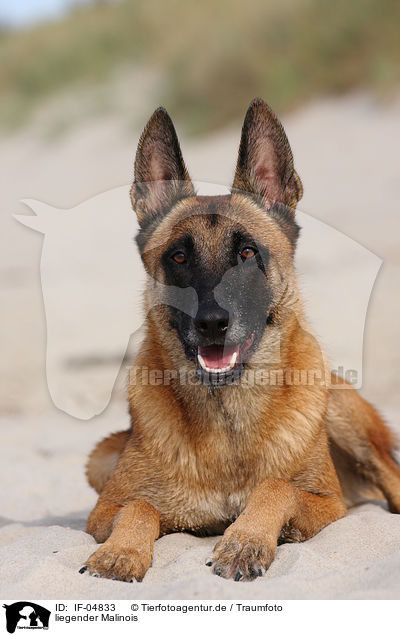 liegender Malinois / IF-04833