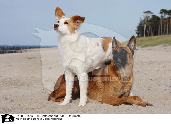 Malinois und Border-Collie-Mischling / Malinois and Border-Collie mongrel / IF-04835