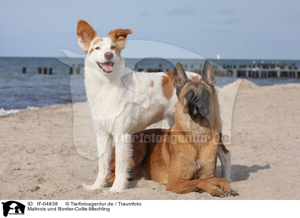 Malinois und Border-Collie-Mischling / IF-04838