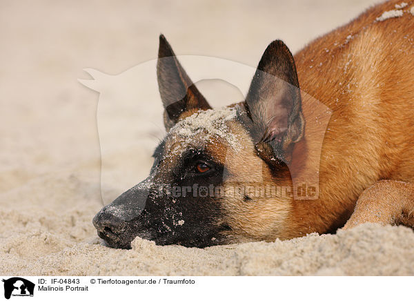 Malinois Portrait / IF-04843