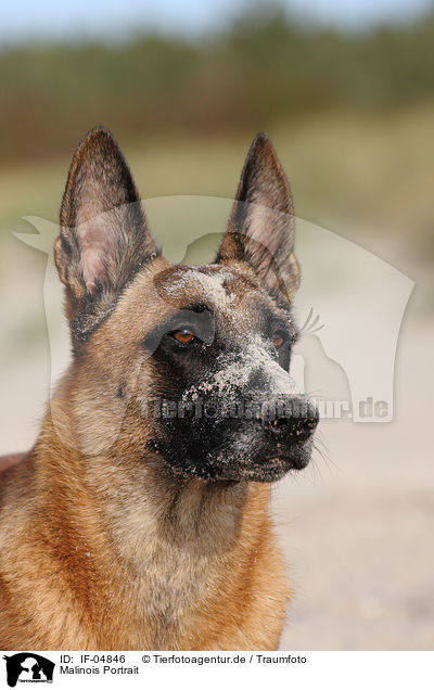Malinois Portrait / IF-04846