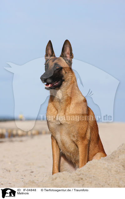 Malinois / IF-04848