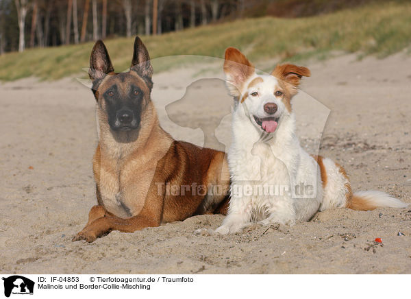 Malinois und Border-Collie-Mischling / IF-04853
