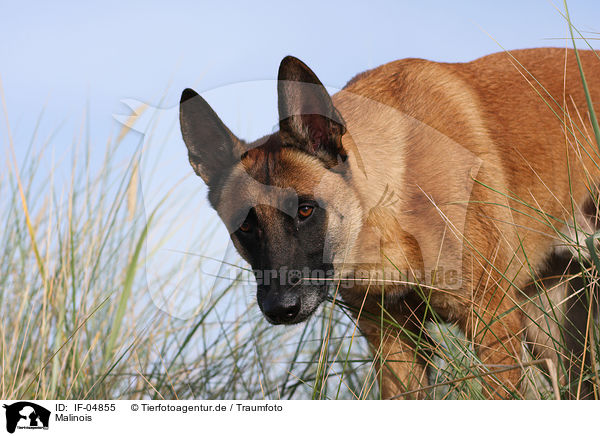 Malinois / IF-04855