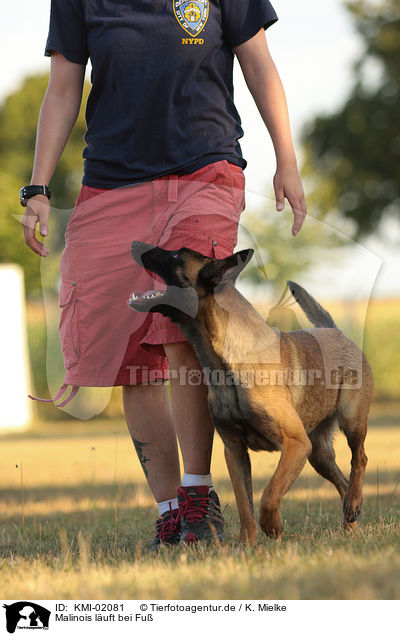 Malinois luft bei Fu / KMI-02081