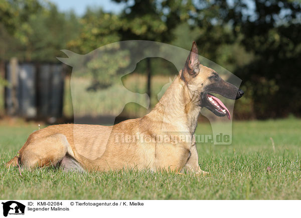 liegender Malinois / KMI-02084