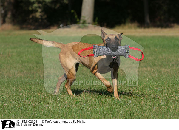 Malinois mit Dummy / Malinois with dummy / KMI-02091