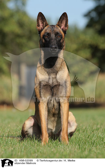 sitzender Malinois / sitting Malinois / KMI-02099