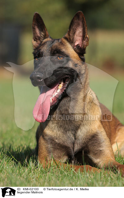 liegender Malinois / KMI-02100
