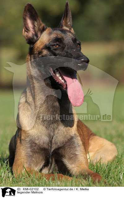 liegender Malinois / KMI-02102