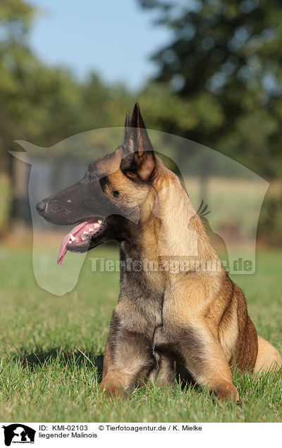 liegender Malinois / KMI-02103