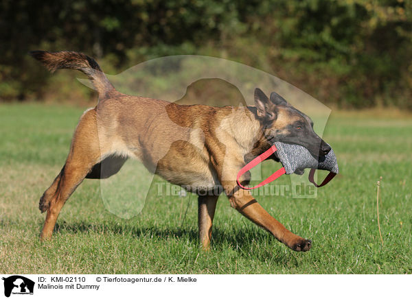 Malinois mit Dummy / KMI-02110