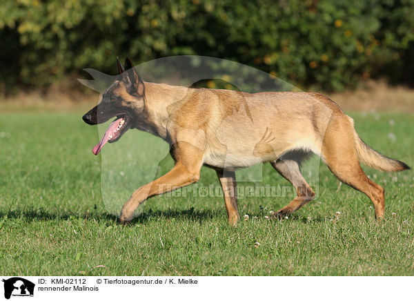 rennender Malinois / running Malinois / KMI-02112