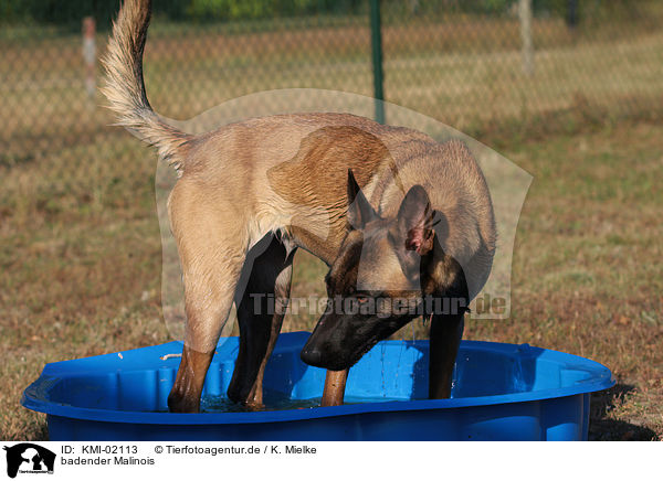 badender Malinois / KMI-02113