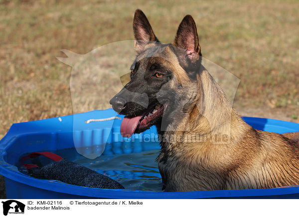 badender Malinois / KMI-02116