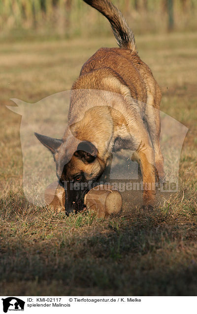 spielender Malinois / KMI-02117