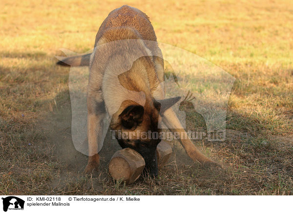 spielender Malinois / playing Malinois / KMI-02118