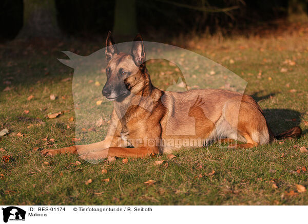 Malinois / BES-01174