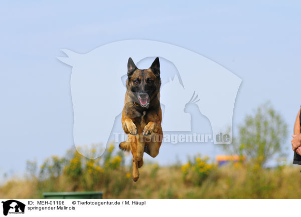 springender Malinois / jumping Malinois / MEH-01196