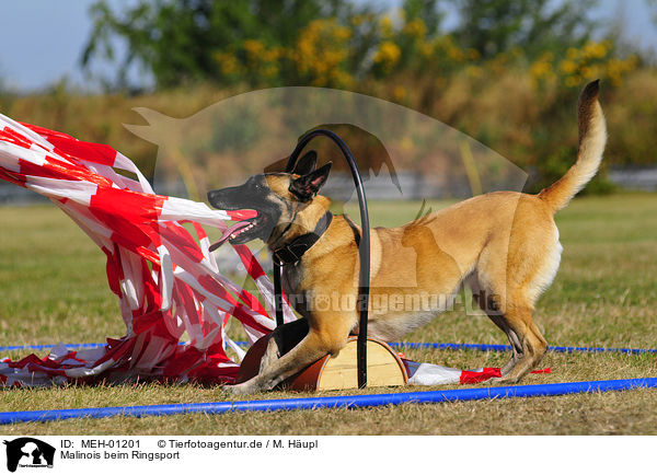 Malinois beim Ringsport / Malinois / MEH-01201