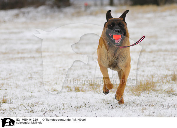 spielender Malinois / playing Malinois / MEH-01229