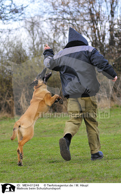 Malinois beim Schutzhundsport / Malinois / MEH-01248