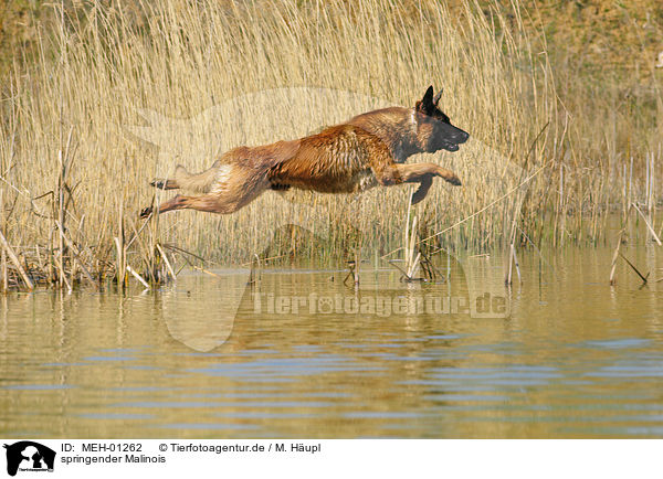 springender Malinois / jumping Malinois / MEH-01262