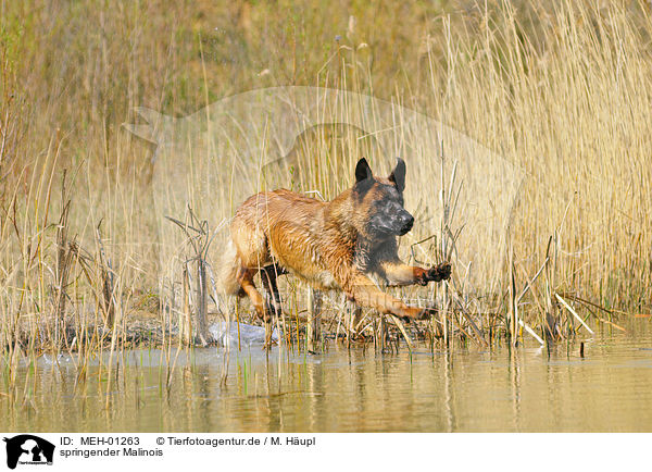 springender Malinois / jumping Malinois / MEH-01263
