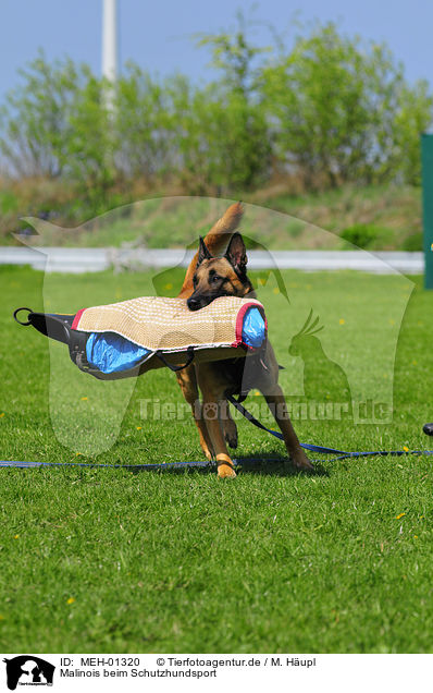 Malinois beim Schutzhundsport / Malinois / MEH-01320