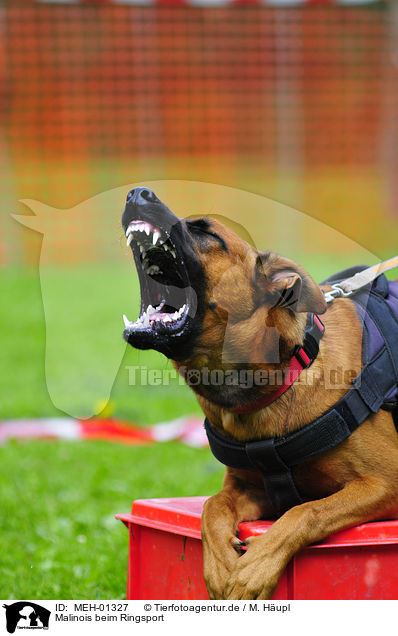 Malinois beim Ringsport / MEH-01327