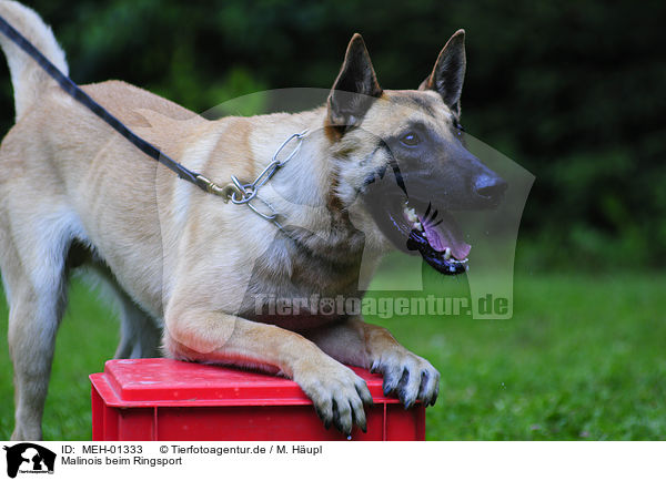 Malinois beim Ringsport / Malinois / MEH-01333