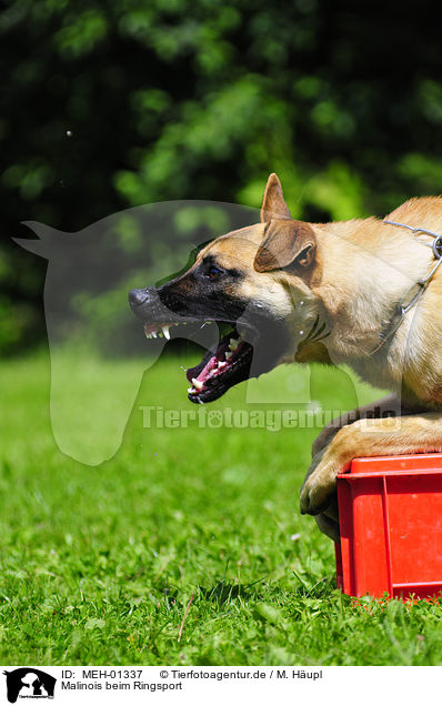 Malinois beim Ringsport / MEH-01337