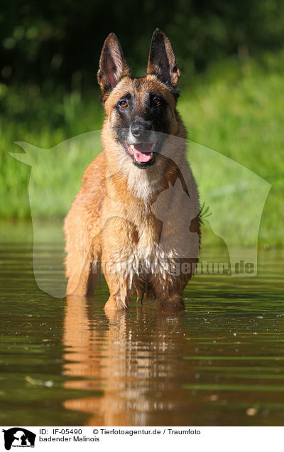 badender Malinois / IF-05490