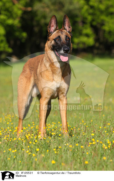 Malinois / Malinois / IF-05531