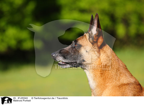 Malinois Portrait / Malinois Portrait / IF-05540