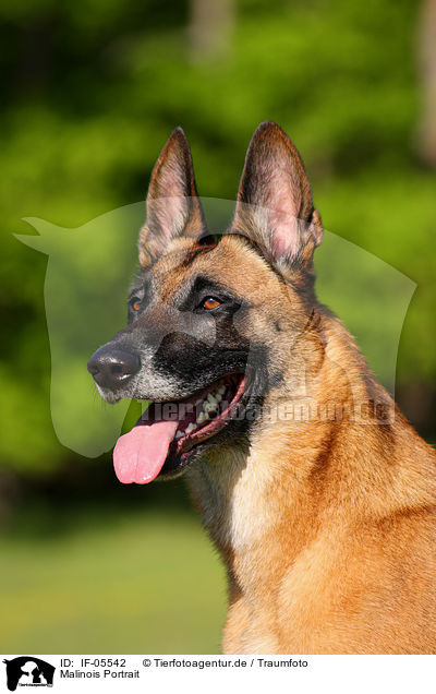 Malinois Portrait / Malinois Portrait / IF-05542