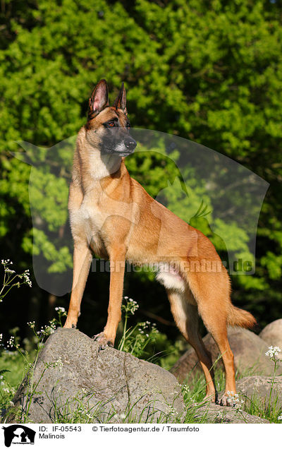 Malinois / Malinois / IF-05543