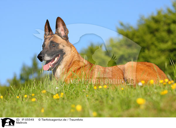 Malinois / Malinois / IF-05549