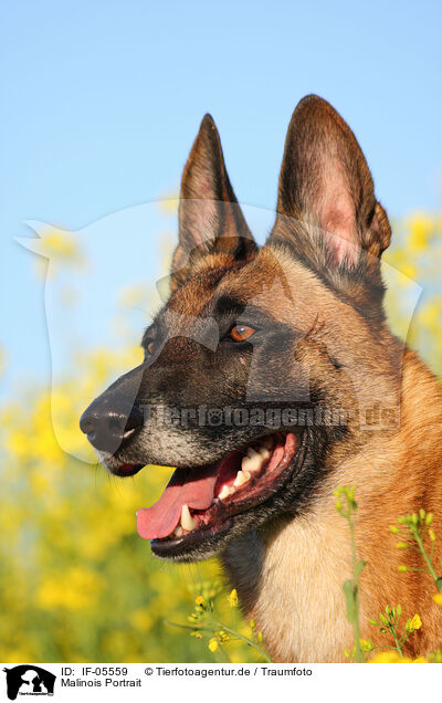Malinois Portrait / Malinois Portrait / IF-05559
