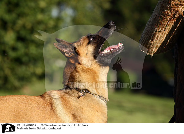 Malinois beim Schutzhundsport / Malinois / JH-09919