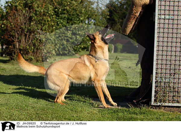 Malinois beim Schutzhundsport / JH-09920