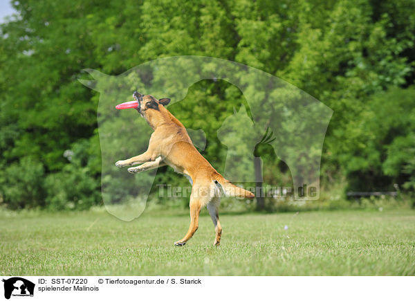 spielender Malinois / SST-07220